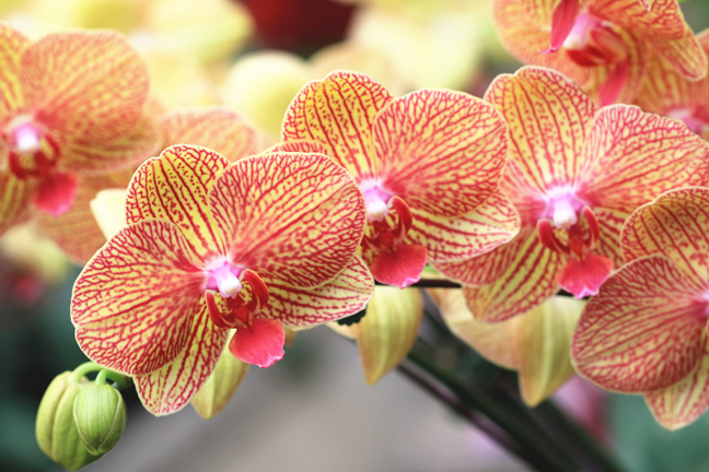 Moth Orchid (phalenopsis spp.) - yellow flower with deep pink veins