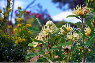 How To Rewild Your Garden