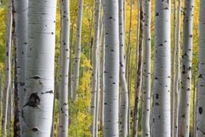 How to Grow Silver Birch