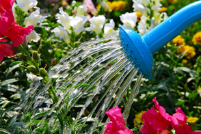 Watering Flowers Image