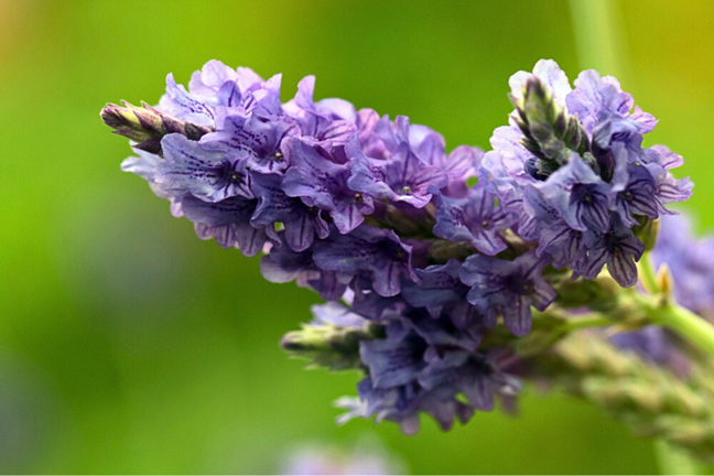 Fernleaf Lavender Lavandula pinnata in flower