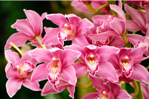 pink cymbidium orchids in full bloom