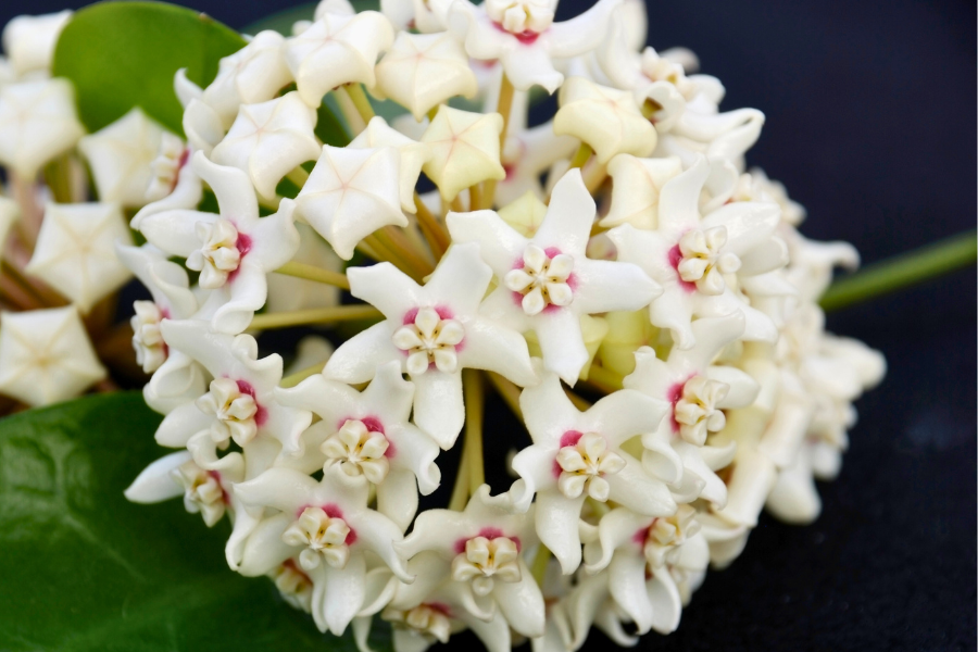 White Hoya
