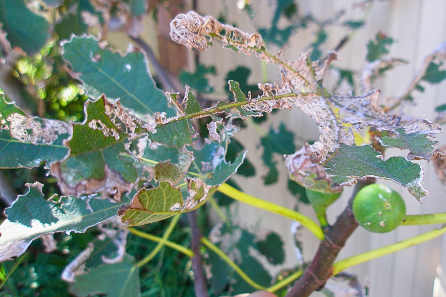 skeletonised fig leaf caused by adult Fig Leaf Beetle (Poneridia semipullata)