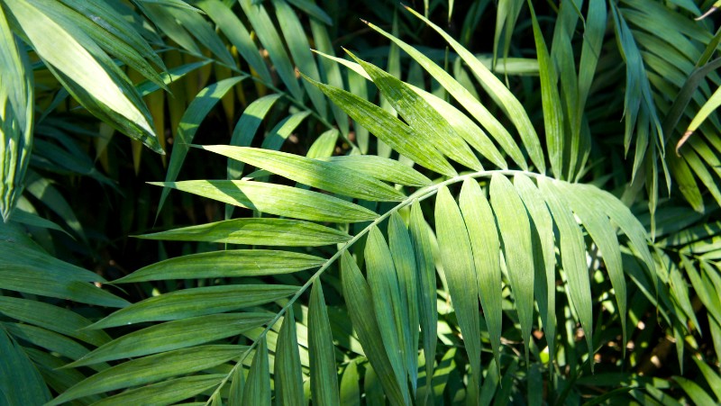 close up up a parlour palm leaf in dappled light