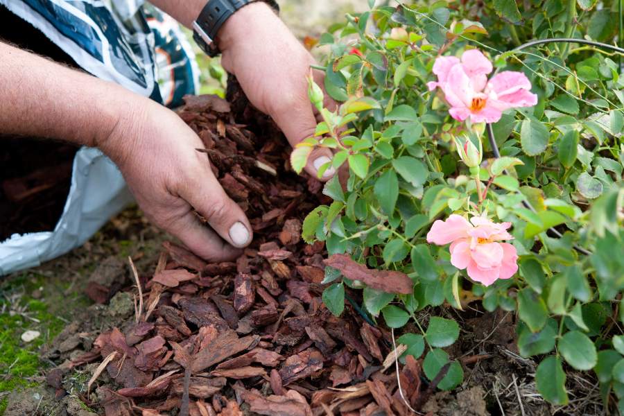 Mulching Roses with pine bark