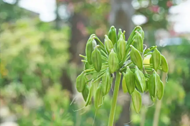 Formed seed heads on a Agapanthus plant