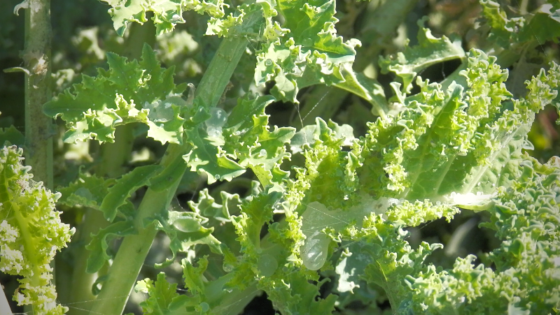 Whitefly Honeydew 800X451px ED