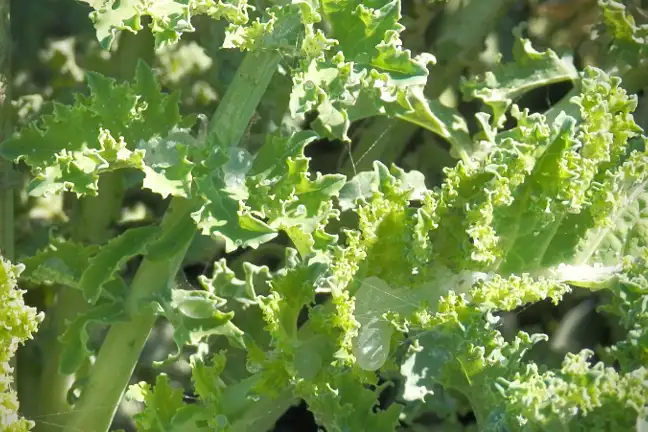 Whitefly Honeydew 800X451px ED