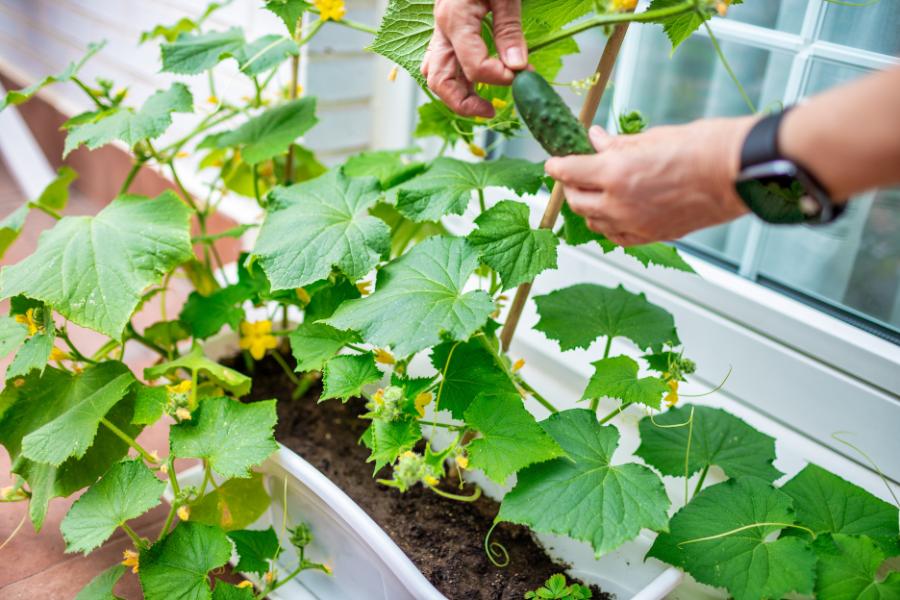 Person harvesting cucumber grown in a pot