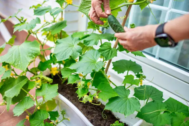 Person harvesting cucumber grown in a pot