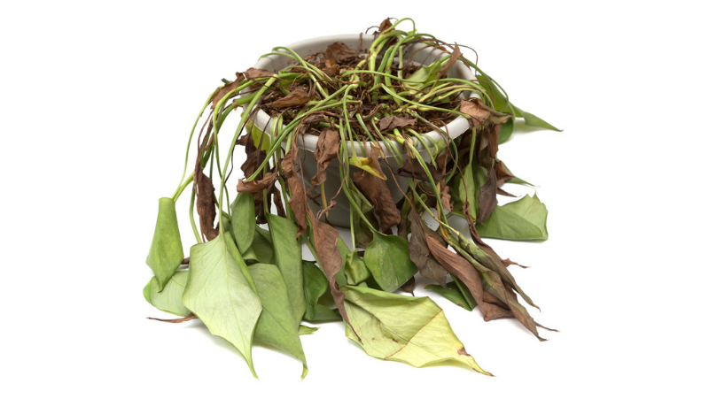 Wilted Plant 800 451Px