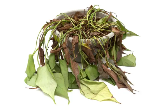 Wilted Plant 800 451Px