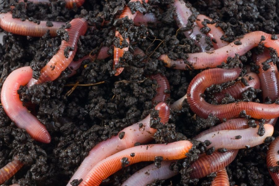 Close up of earthworms in soil