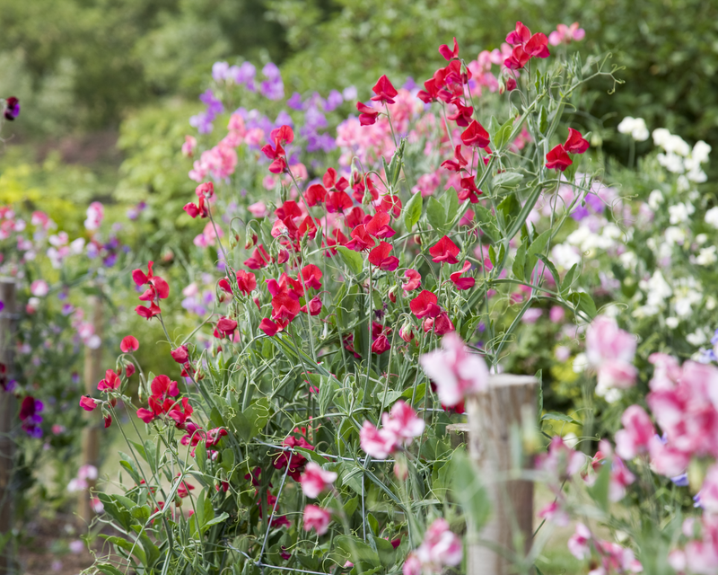 How To Grow Sweet Peas Yates Australia