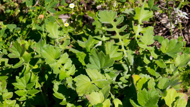 close up photo of capeweed leaves deeply lobed