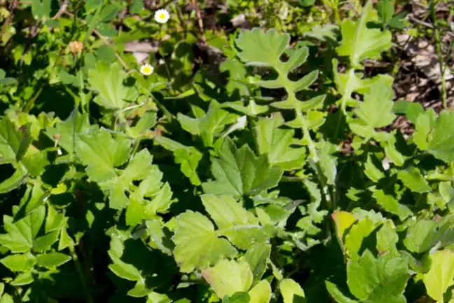 close up photo of capeweed leaves deeply lobed