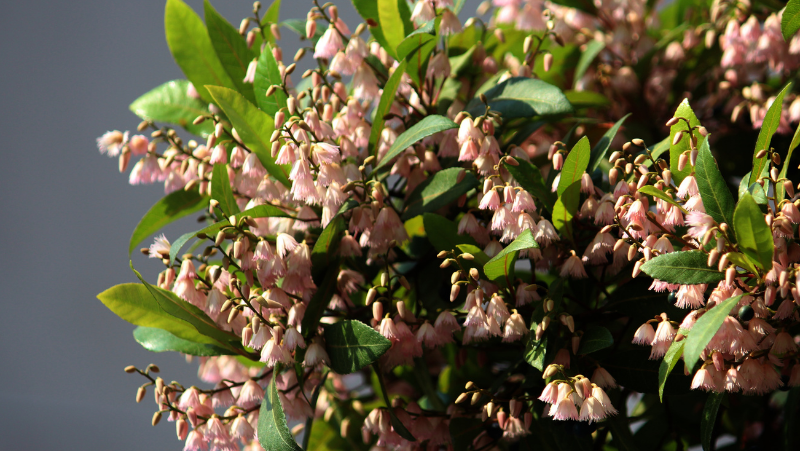 Blueberry Ash (Elaeocarpus Reticulatus)