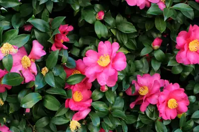 Camellia