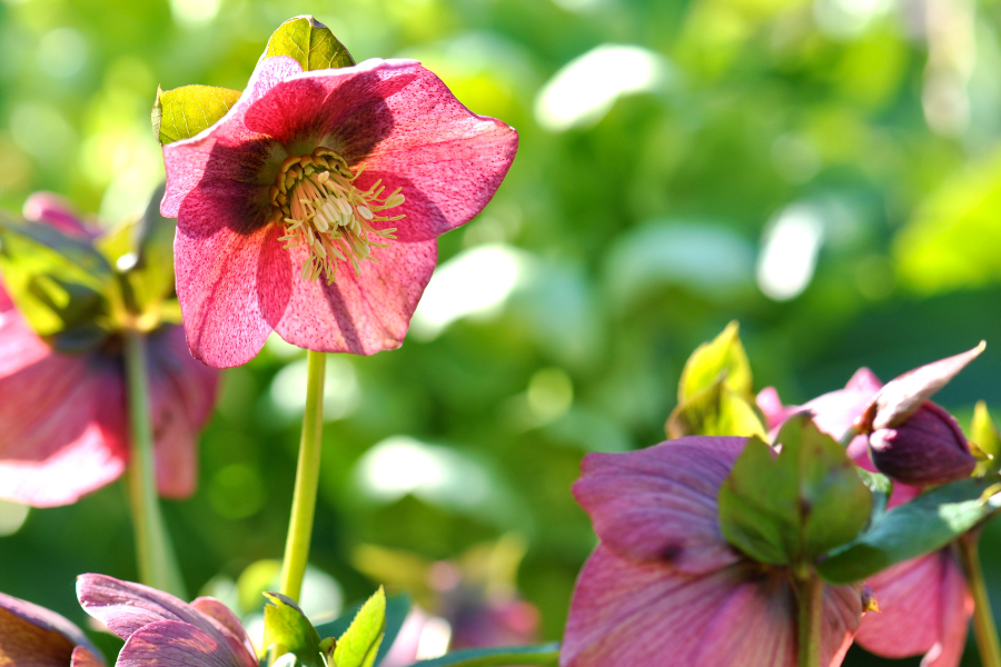 Pink Hellebore (2)
