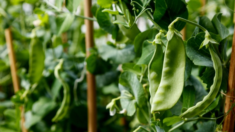 Snow Peas
