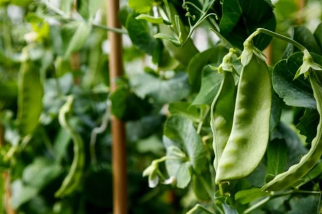 Staked snow peas in fruit growing in a garden