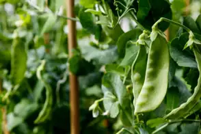 Snow Peas