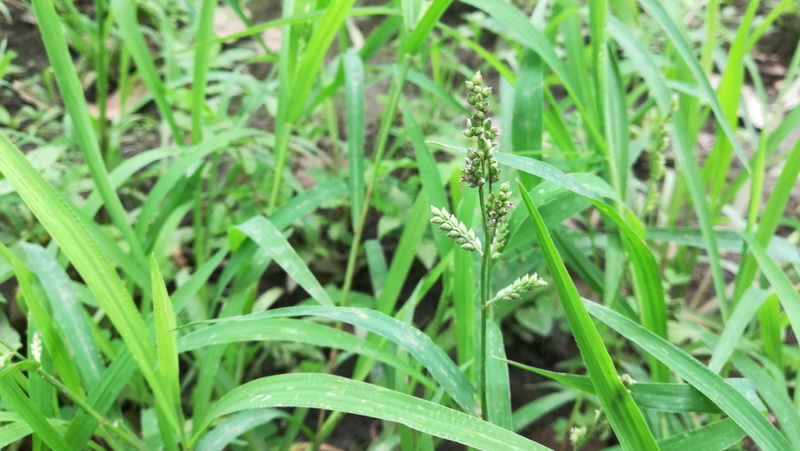 Awnless Barnyard Grass