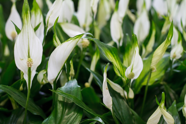 peace lilies (Spathiphyllum sp.) in flower