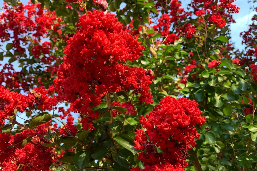 Close up of red-flowering Crepe Myrtle