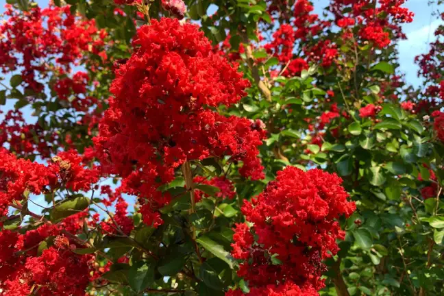 Close up of red-flowering Crepe Myrtle