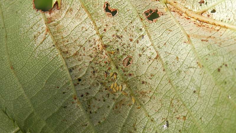 Close up of the back of a leaf showing a group of pale cream or yellowish Thrips larvae, surrounded by black-brown droppings