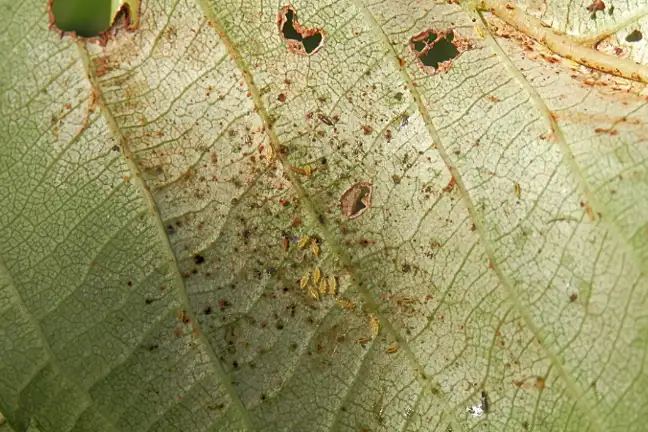 Close up of the back of a leaf showing a group of pale cream or yellowish Thrips larvae, surrounded by black-brown droppings