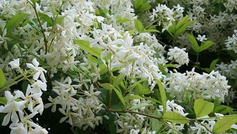 How to Grow Star Jasmine