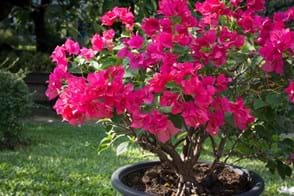 Bright pink bougainvillea growing in a large plastic pot