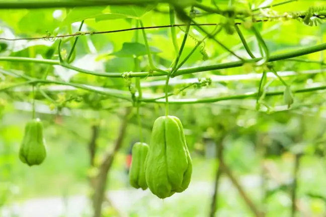 Choko vine growing and fruiting along a trellis
