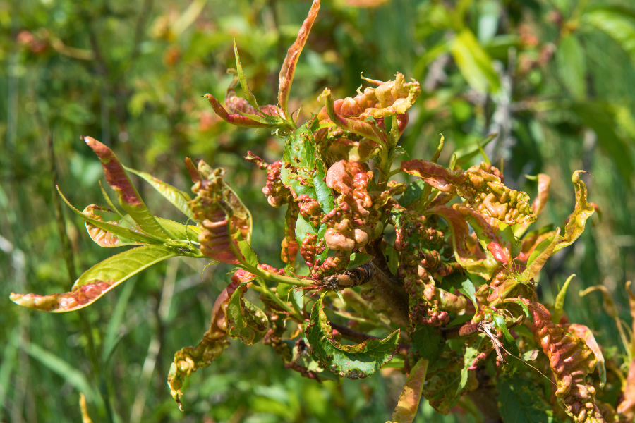 Peach tree infected with peach leaf curl with distorted leaves