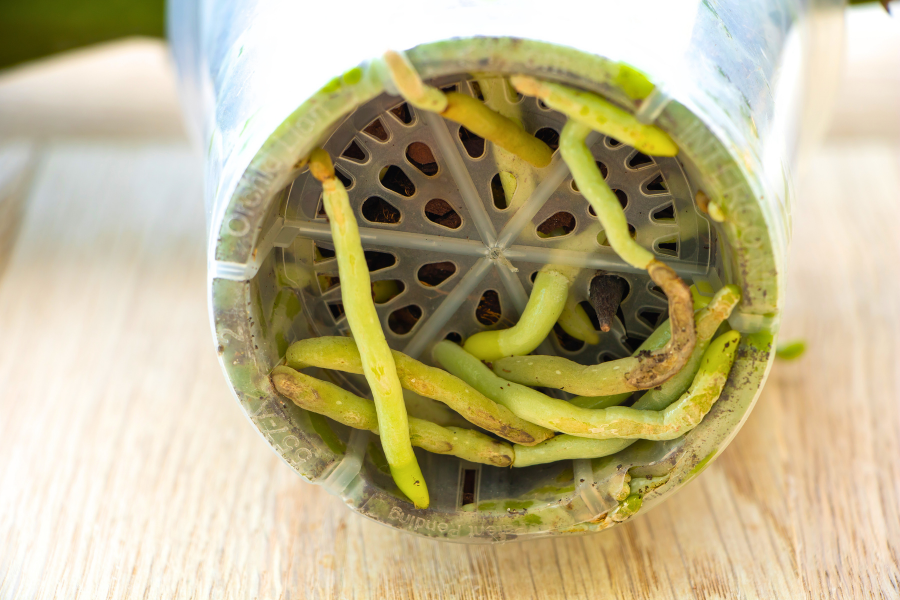 Moth orchid (Phalaenopsis) roots that have outgrown pot