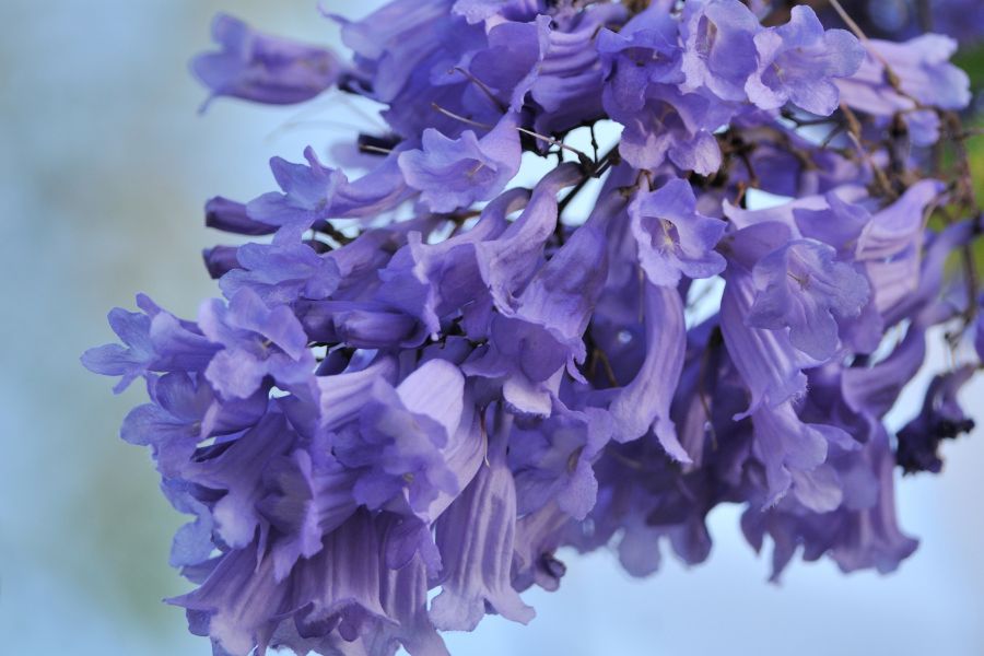 Close up a Jacaranda flowers