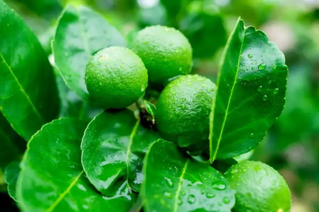 bunch of unripe west indian lime growing on a plant