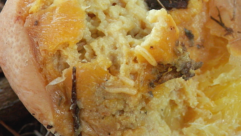 Fruit Fly Maggot Elise Dando (3)