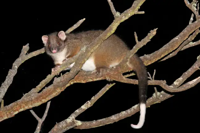 Possum Ring Tailed 800X451px LS