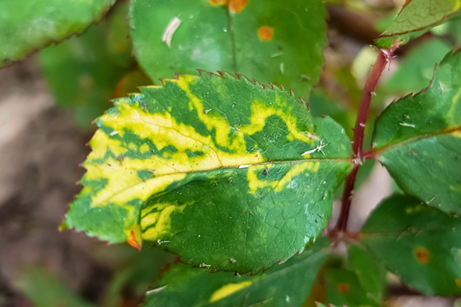 close-up of a leaf infected with rose mosaic virus deep yellow irregular lines