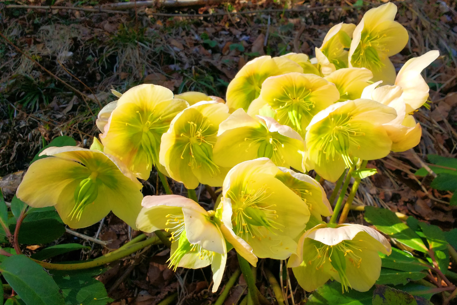 Yellow Hellebore