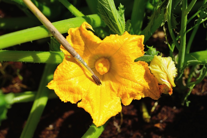 yellow open female zucchini flower being hand pollinated using a paint brush