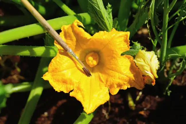 yellow open female zucchini flower being hand pollinated using a paint brush