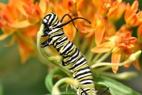 Monarch butterfly caterpillar feeding on milkweed (Asclepias)