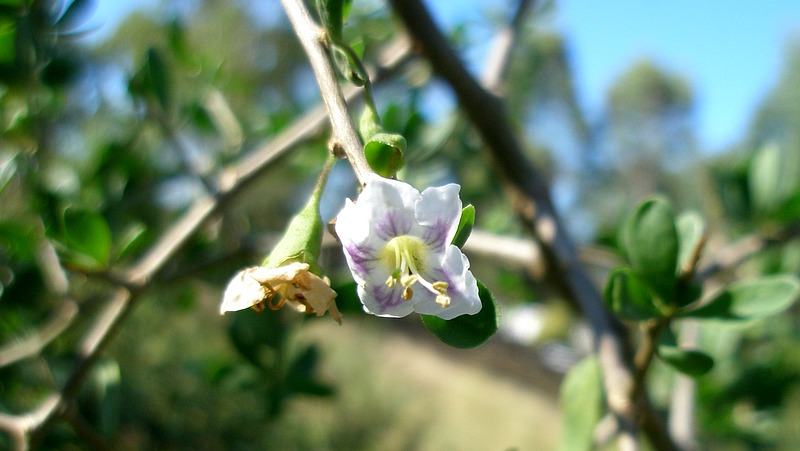 African Boxthorn In Flower 800X451px LS Credit Elise Dando