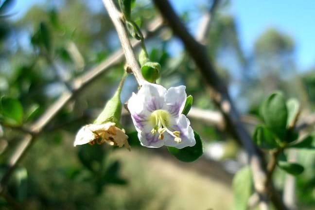 African Boxthorn In Flower 800X451px LS Credit Elise Dando