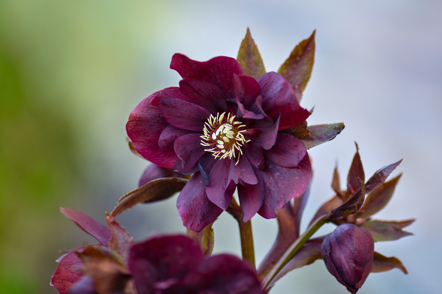 Purple Hellebore